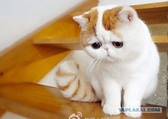 Котовторник 24.03.2015