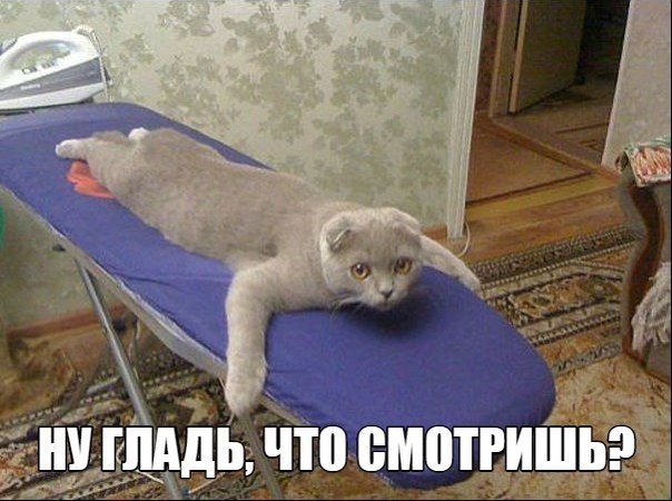 Котовторник
