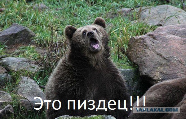 Убийство белой медведицы 18+