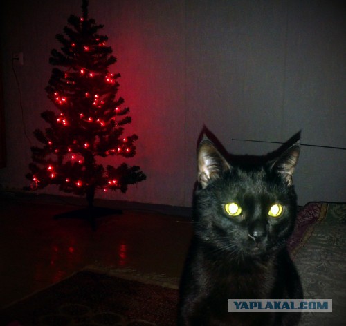 Новый год с котом Антоном