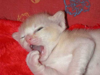 Коты, кошки, котята