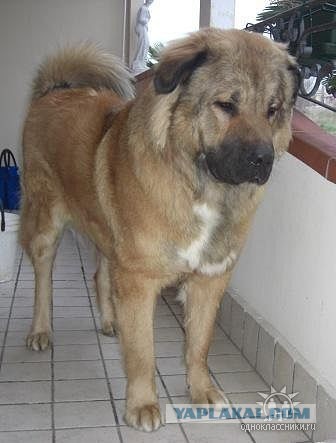 Щенки, которые выглядят как медвежата.