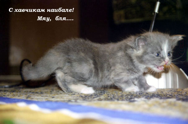 Коты, кошки, котята