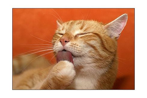 Коты, кошки, котята