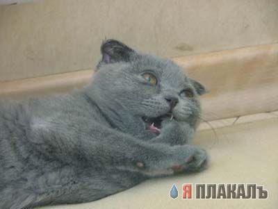 Коты, кошки, котята