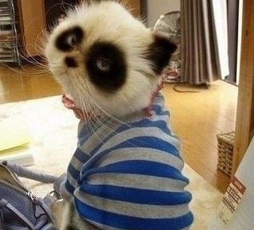 Мой кот, мои правила!