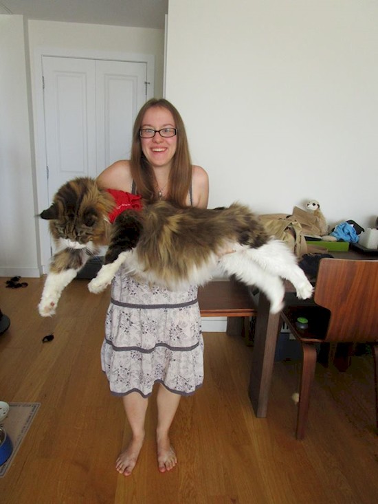 16 больших котов, которые совсем не кажутся домашними питомцами
