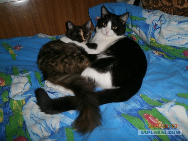 Наша мелочь на котовторник