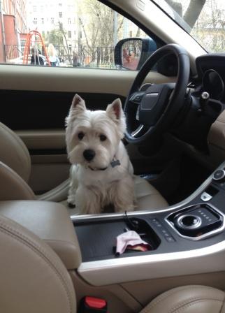 Страшно красивые терьеры