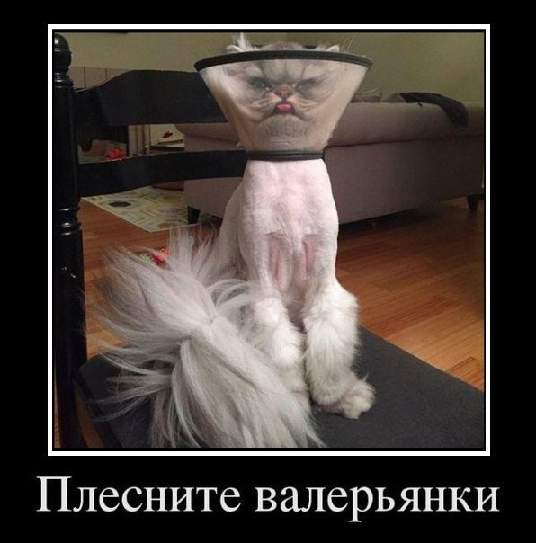 Мохнатые беспредельщики