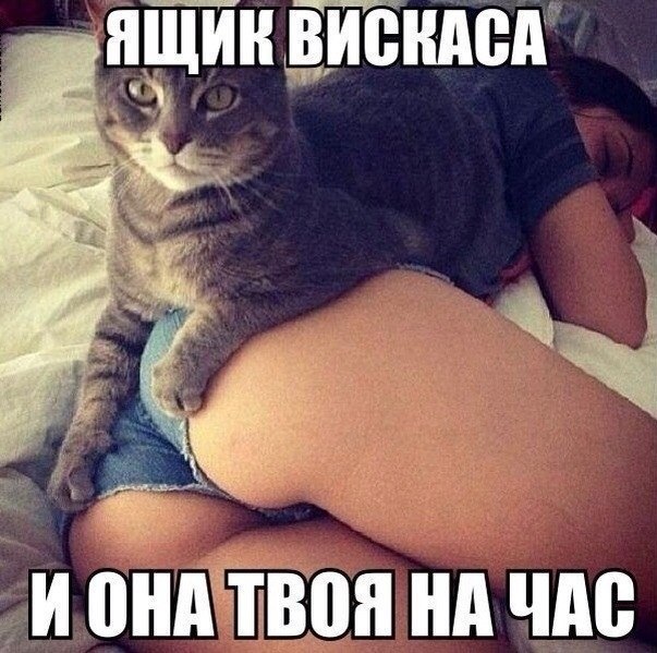 18 вещей, c которыми вы столкнетесь, когда заведете кошку