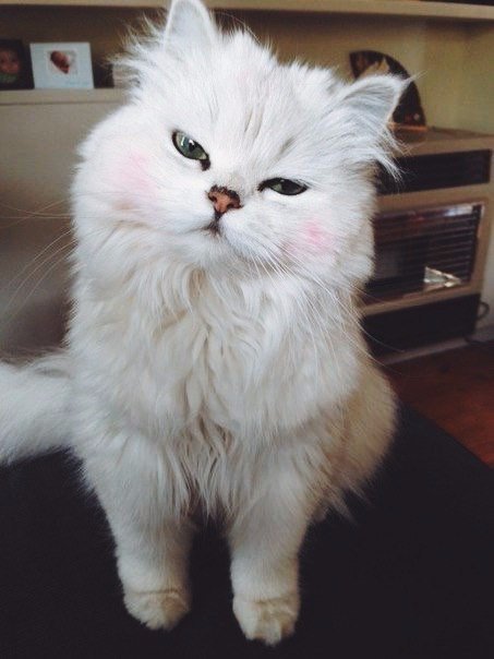 Коты из сети