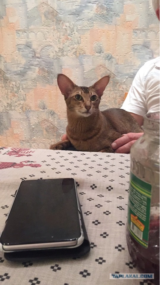 Котовтоник 29.11.2016.