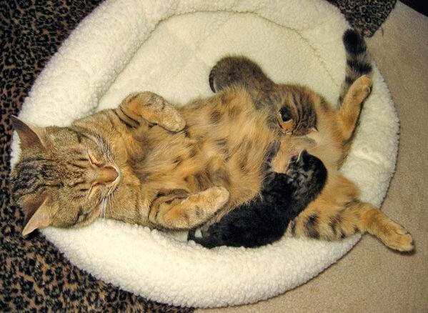 Коты из сети