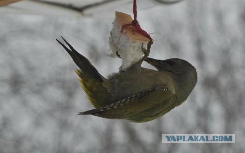 "Поставил кормушку за окном и всю зиму фотографировал птиц, которые прилетали покушать"