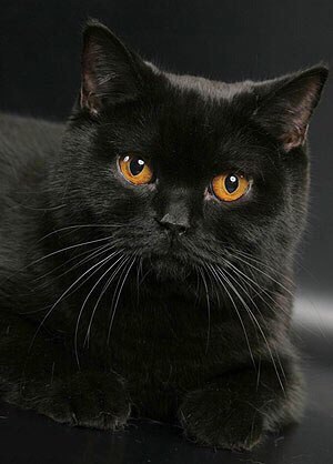 Коты из сети