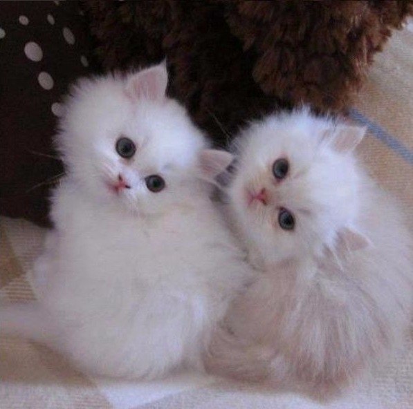 Коты и Кошки
