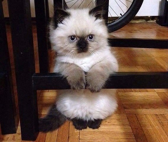 Коты и Кошки