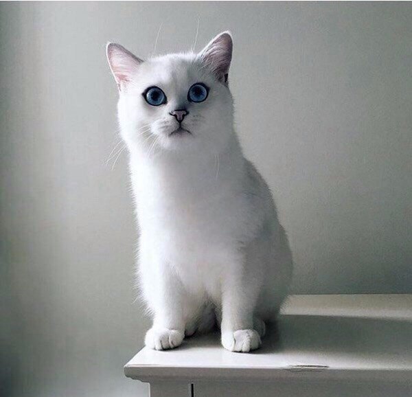 Коты и Кошки