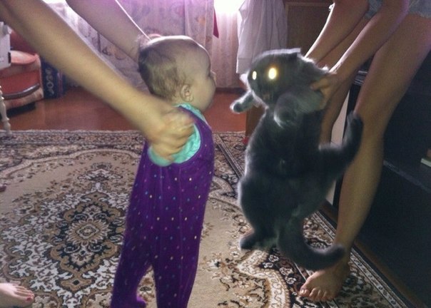 Коты и Кошки