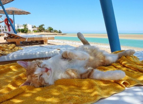 Коты и Кошки
