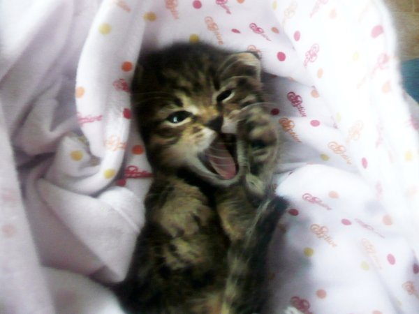 Коты и Кошки