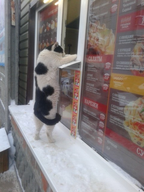 Фотобомбы котов