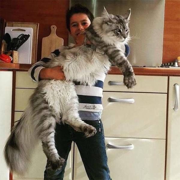 Кот без прикрас