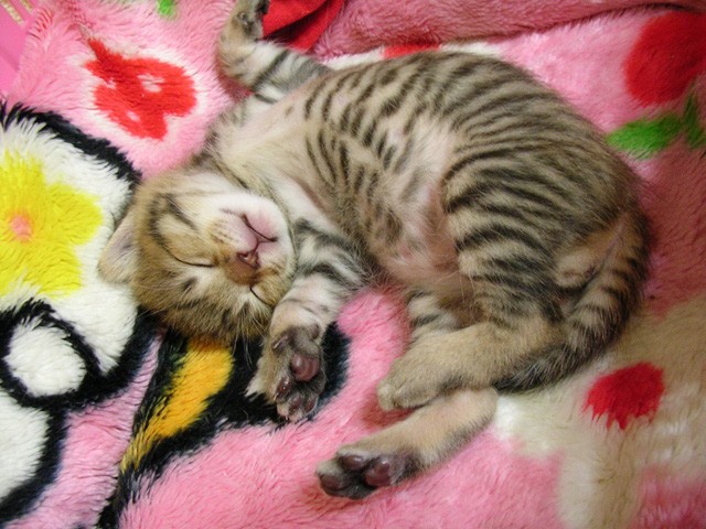Котовторник на ЯПлакалъ 08.07.2008