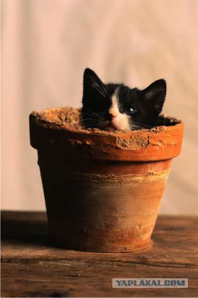 Lolcats - котовторник 33 лолокота!