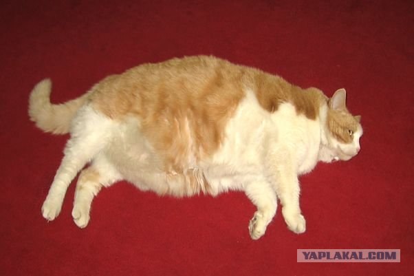 А вот и мы: котятовторник!