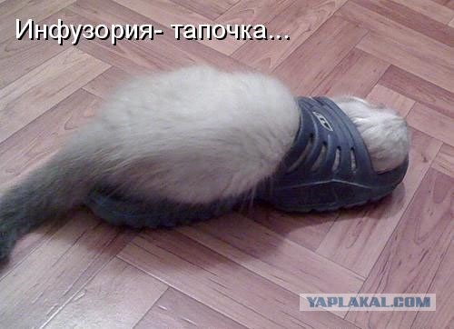 Сегодня котовторник, а котиков все нет