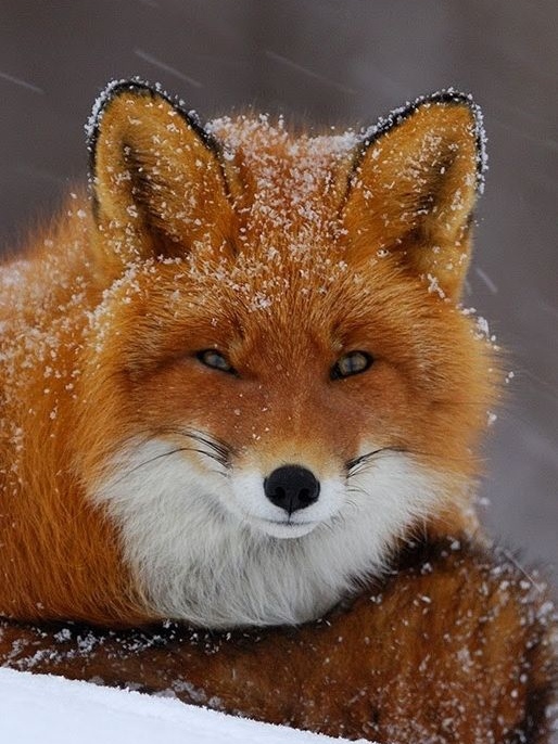Живность из сети
