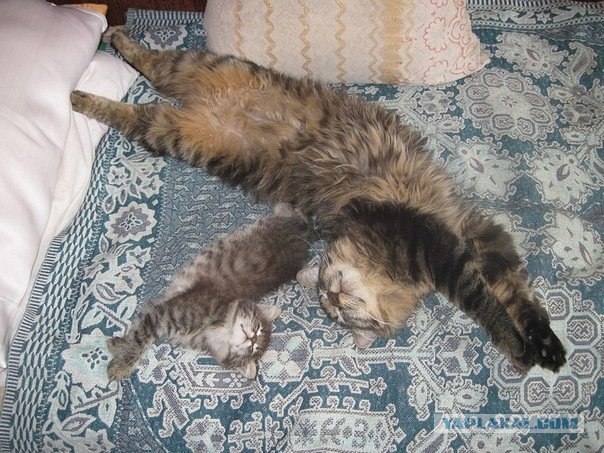 Котовторник в "КотоГетто"