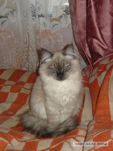 Котовторник!