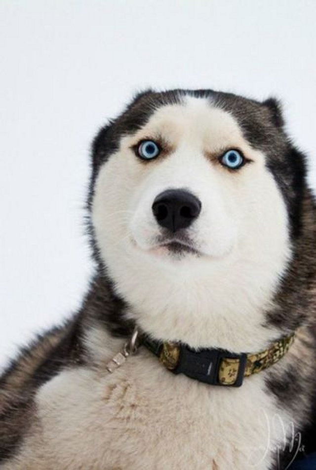Это Хаски - самые потрясные собаки на планете!