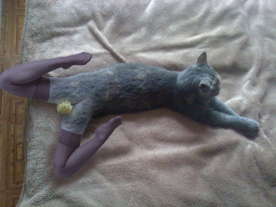 Отжабте моего кота