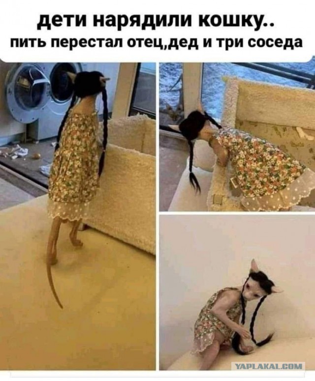 Котовторник! Пара фоток суровых котов.