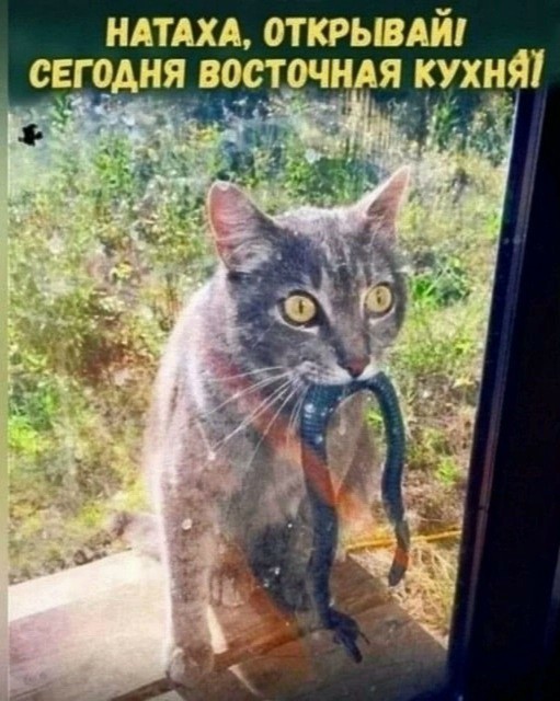 Котовторник в картинках