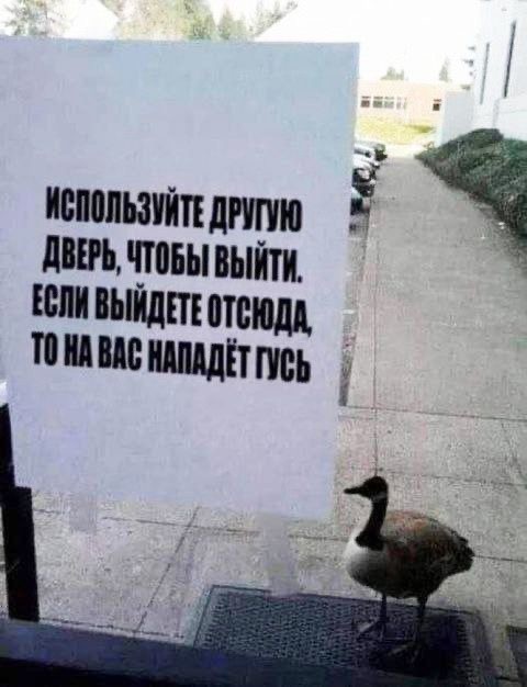Гусиная тема