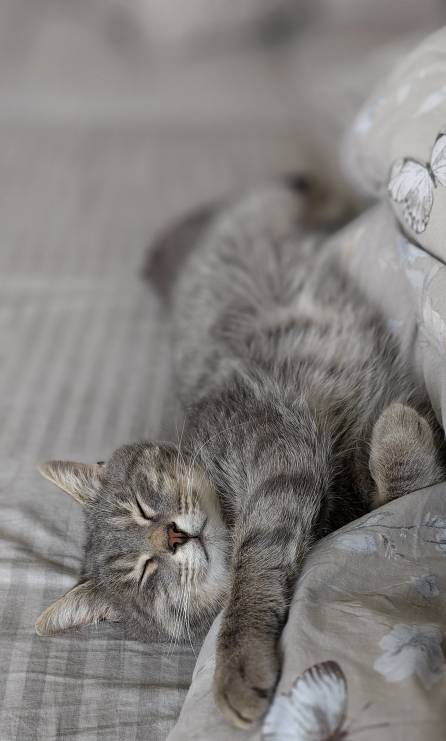 Кота с дачи забрал