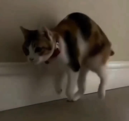 Кошачье и собачье бесойопство