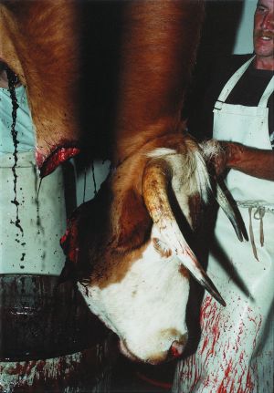 Страшный сон вегана