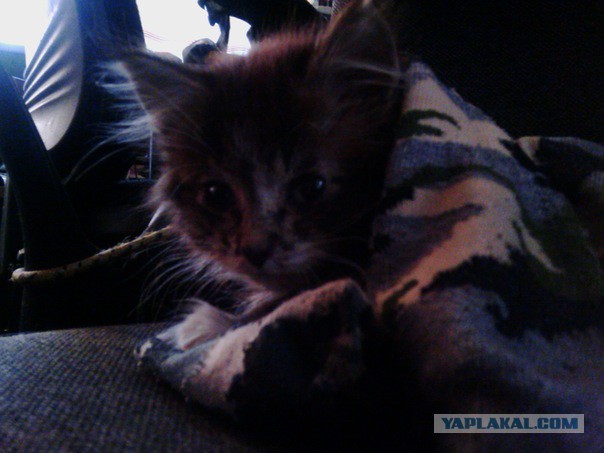 Про спасенных котеек