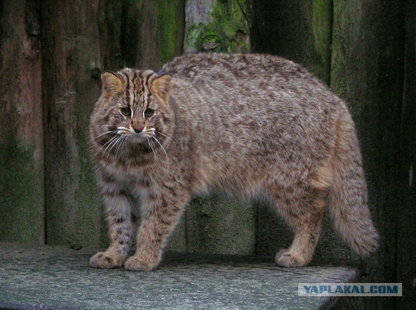 Котята в духовке