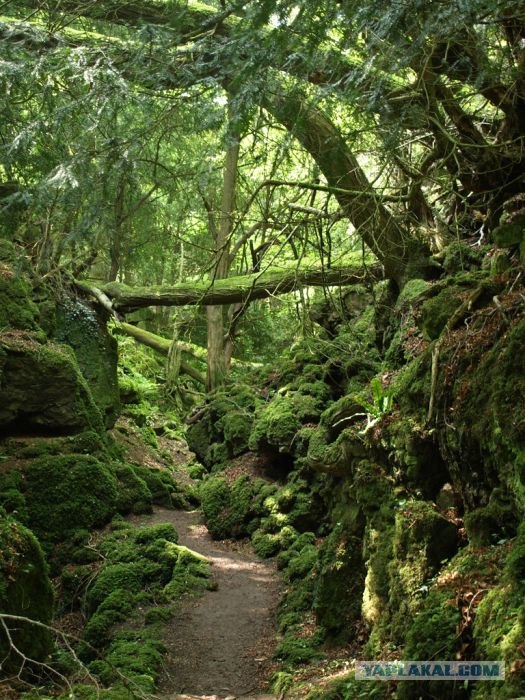 Puzzlewood - загадочный лес (19 фото)