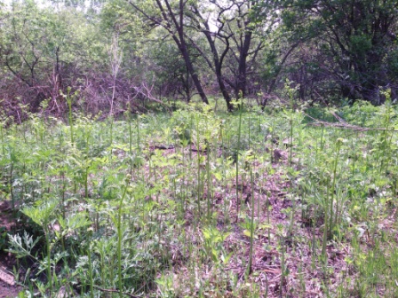 Жаркое "Таёжное"