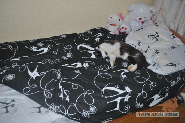 Котовторник 30.12.2014