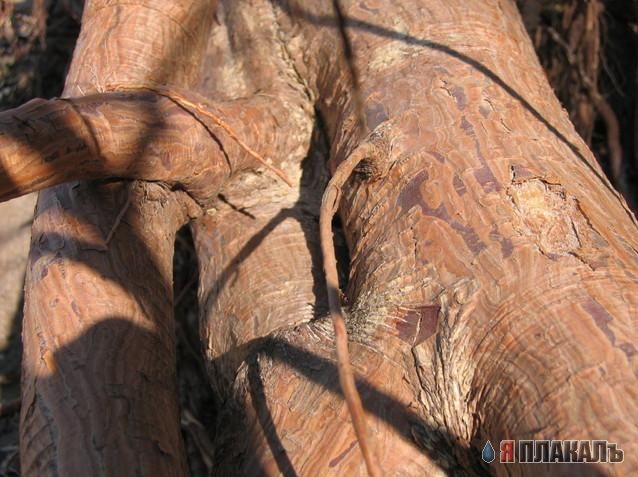Эта сексуальная природа. РАСТЕНИЯ, ПЕЙЗАЖИ