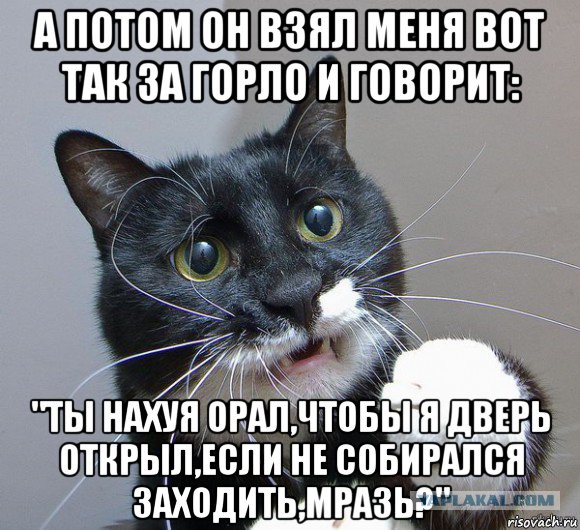 Котовторник  10.05.2016